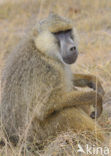 Yellow Baboon (Papio cynocephalus)