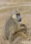 Yellow Baboon (Papio cynocephalus)