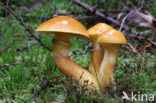 Larch bolete (Suillus grevillei)