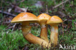 Larch bolete (Suillus grevillei)