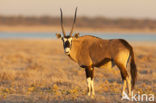 Fringe-eared oryx (Oryx gazella)