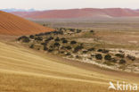 Fringe-eared oryx (Oryx gazella)