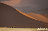 Fringe-eared oryx (Oryx gazella)