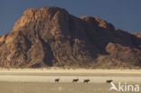 Fringe-eared oryx (Oryx gazella)