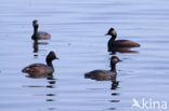 Geoorde Fuut (Podiceps nigricollis)