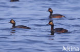 Geoorde Fuut (Podiceps nigricollis)