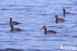 Black-necked Grebe (Podiceps nigricollis)