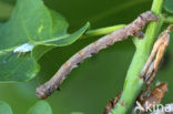 Gepluimde spanner (Colotois pennaria)
