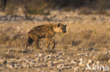 Gevlekte hyena (Crocuta crocuta)