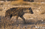 Gevlekte hyena (Crocuta crocuta)