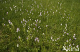 Gevlekte orchis (Dactylorhiza maculata) 