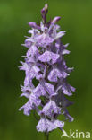 Gevlekte orchis (Dactylorhiza maculata) 