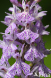 Gevlekte orchis (Dactylorhiza maculata) 