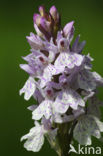 Gevlekte orchis (Dactylorhiza maculata) 