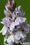 Gevlekte orchis (Dactylorhiza maculata) 