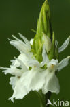 Gevlekte orchis (Dactylorhiza maculata) 