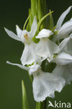 Gevlekte orchis (Dactylorhiza maculata) 