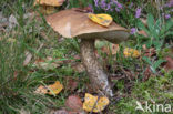 Gewone berkenboleet (Leccinum scabrum)