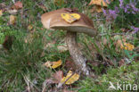 Gewone berkenboleet (Leccinum scabrum)