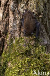Gewone dwergvleermuis (Pipistrellus pipistrellus)