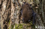 Gewone dwergvleermuis (Pipistrellus pipistrellus)
