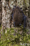 Gewone dwergvleermuis (Pipistrellus pipistrellus)