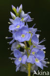 Germander Speedwell (Veronica chamaedrys)