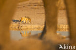 golden jackal (Canis aureus)