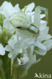 Flower Queen (Misumena vatia)
