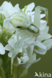 Gewone kameleonspin (Misumena vatia)