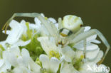 Gewone kameleonspin (Misumena vatia)