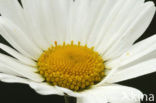 Ox-eye Daisy (Leucanthemum vulgare)
