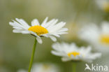 Ox-eye Daisy (Leucanthemum vulgare)