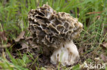 Common morel (Morchella esculenta)