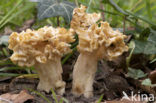 Common morel (Morchella esculenta)