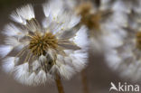 Common Dandelion (Taraxacum officinale)