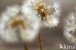 Common Dandelion (Taraxacum officinale)