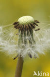 Gewone paardenbloem (Taraxacum officinale)