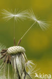 Common Dandelion (Taraxacum officinale)