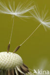 Gewone paardenbloem (Taraxacum officinale)