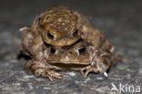 Gewone pad (Bufo bufo)