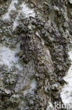 The Engrailed