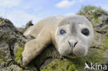 Common Seal (Phoca vitulina)