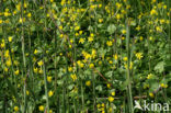 Lesser Celandine (Ranunculus ficaria subsp. bulbilifer)