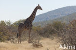 Giraffe (Giraffa camelopardalis spec.)