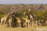 Giraffe (Giraffa camelopardalis spec.)