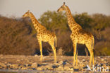 Giraffe (Giraffa camelopardalis spec.)