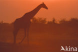 Giraffe (Giraffa camelopardalis)