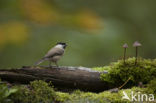 Glanskop (Parus palustris)