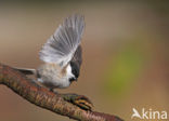 Marsh Tit (Parus palustris)